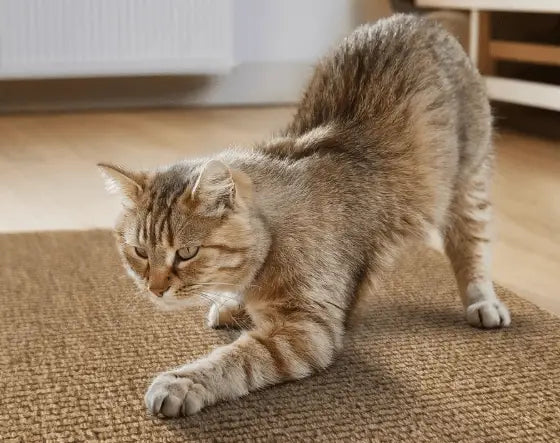Arranhador Adesivo para Gato – Protetor de Sofá Cama e Móveis em Carpete Premium Caprioli Shop Acessórios Pets