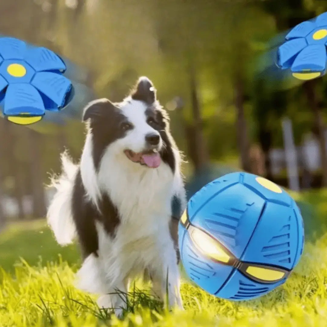 Bola Mágica Interativa para Cães Diversão Luminescente | Caprioli Shop brinquedso cães