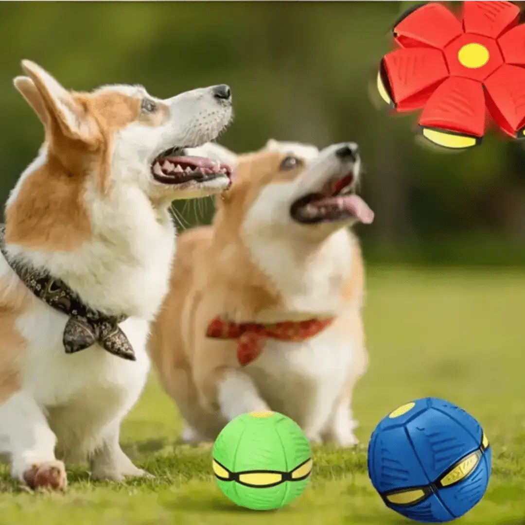 Bola Mágica Interativa para Cães Diversão Luminescente | Caprioli Shop brinquedso cães
