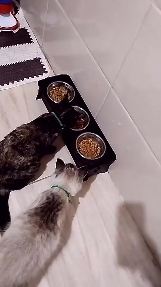 Comedouro Triplo Elevado para Pets - Conforto e Estilo | Caprioli