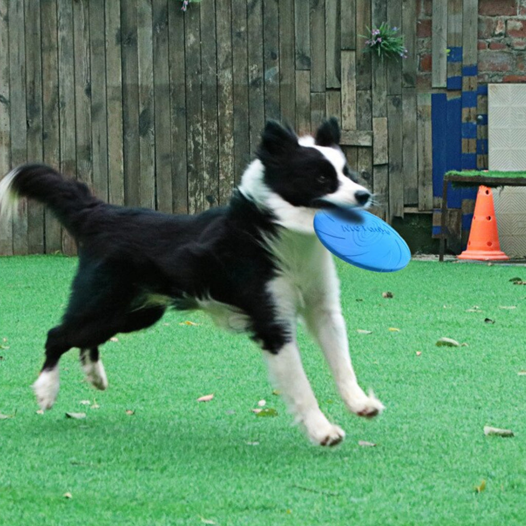 Frisbee para Cães - Diversão ao Ar Livre | Caprioli