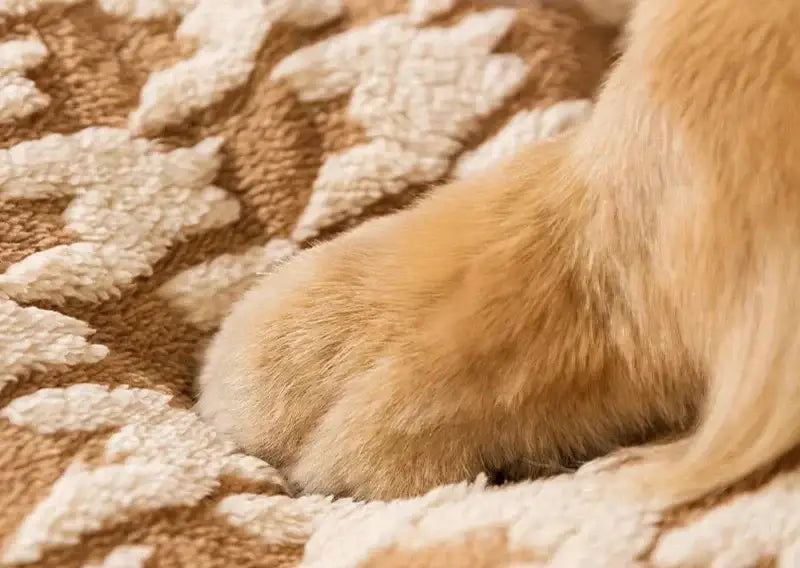 Cama Toquinha Pet com Almofada Removível e Fácil de Montar | Caprioli Inter Caminha casinha para Cachorro