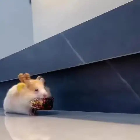 Chapéu de Tricô Mini para Hamster - Material Poliester | Caprili Inter - roupa e acessorio roedores