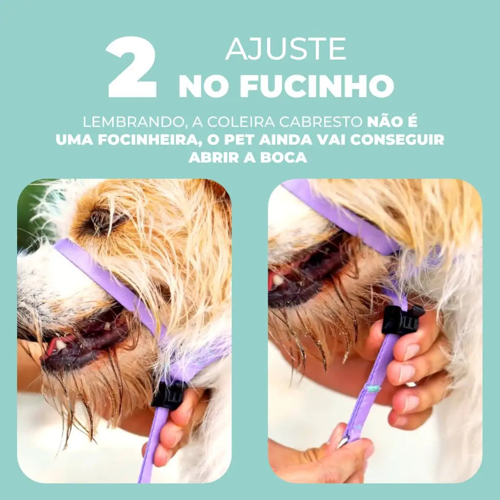Coleira Cabresto Antipuxão para Cães Controle Elegante | Caprioli Shop Acessórios Pets