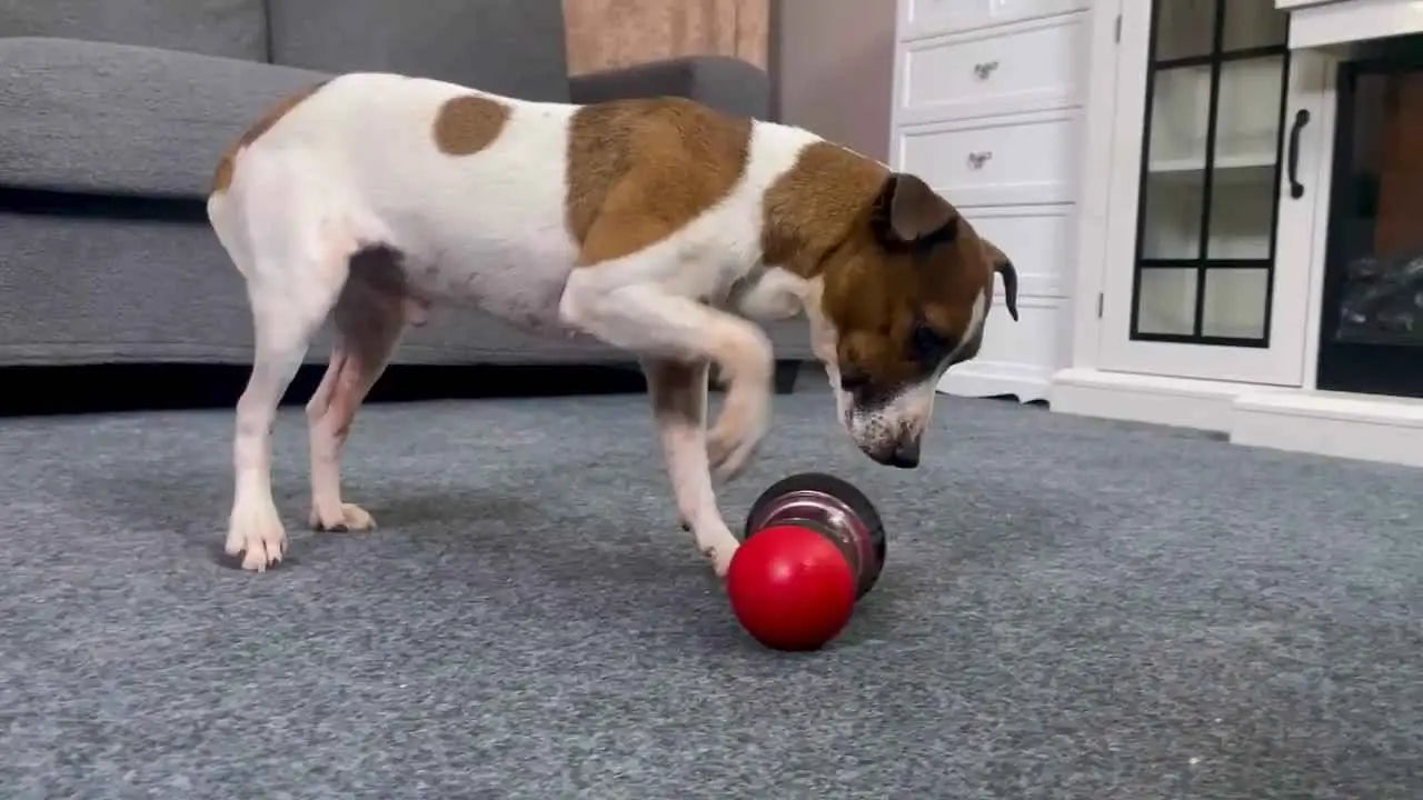Dispensador de Petiscos Interativo para Cães Alimentador Lento| Caprioli Inter comedouro cachorro Verde