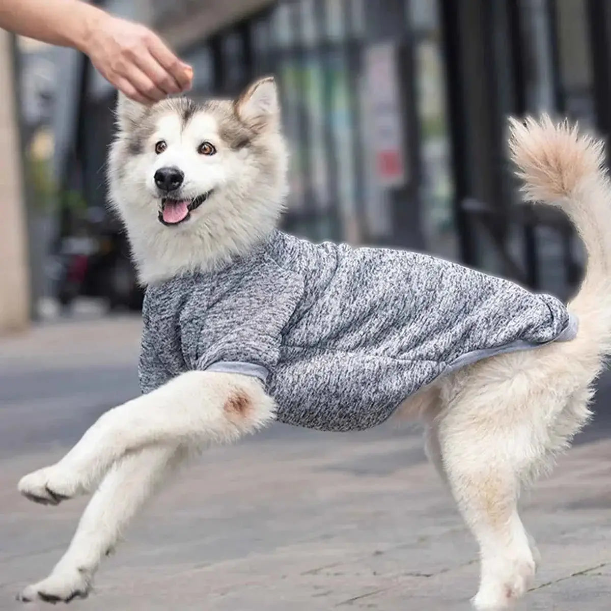 Moletom Elegante para Cães Médios e Grandes | Caprioli Shop Acessórios Pets