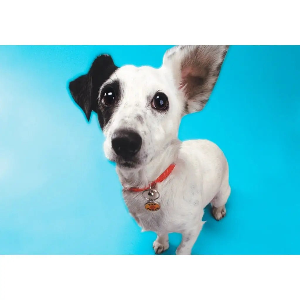 Spray Repelente Ecológico para Cães 500ml | Caprioli Shop Adestramento cachorro
