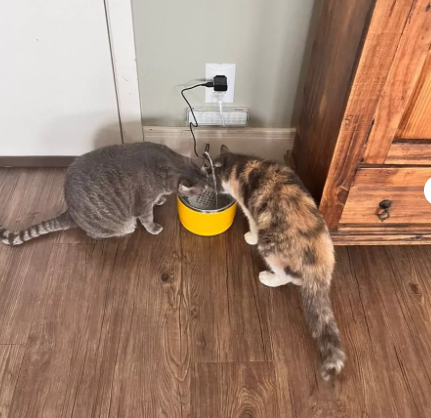Stainless Steel Pet Fountain Drinker 1.8L - Premium Hydration | Caprioli 