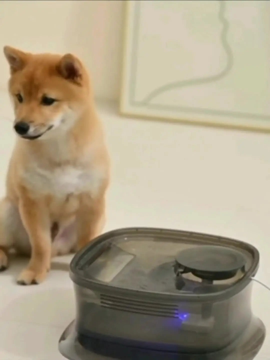 Bebedouro Automáticao 4.5L para Cães com Bomba Silenciosa USB | Caprioli Inter bebedouro cachorro