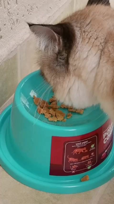 Ergonomic Pet Feeder for Cats - Ideal Posture | Caprioli - Main View