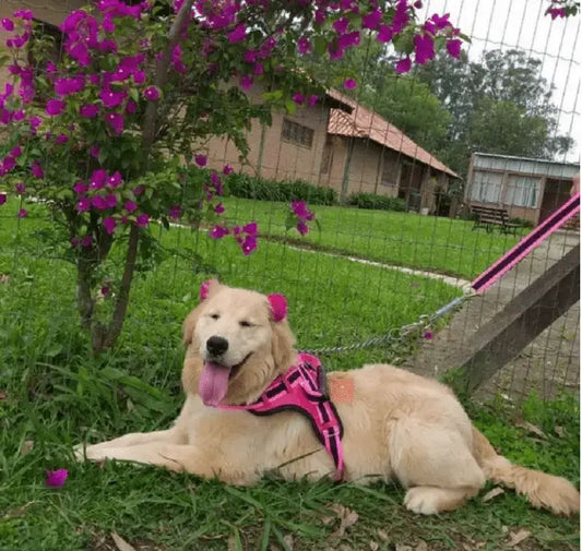Coleira Reforçada para Cachorro Grande Estilo e Segurança | Caprioli Shop Acessórios Pets
