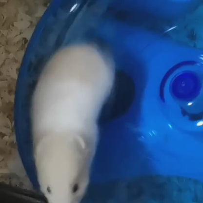 Brinquedo Hamster UFO Roda Corrida 18cm Silenciosa Antiderrapante Portátil | Caprioli Inter